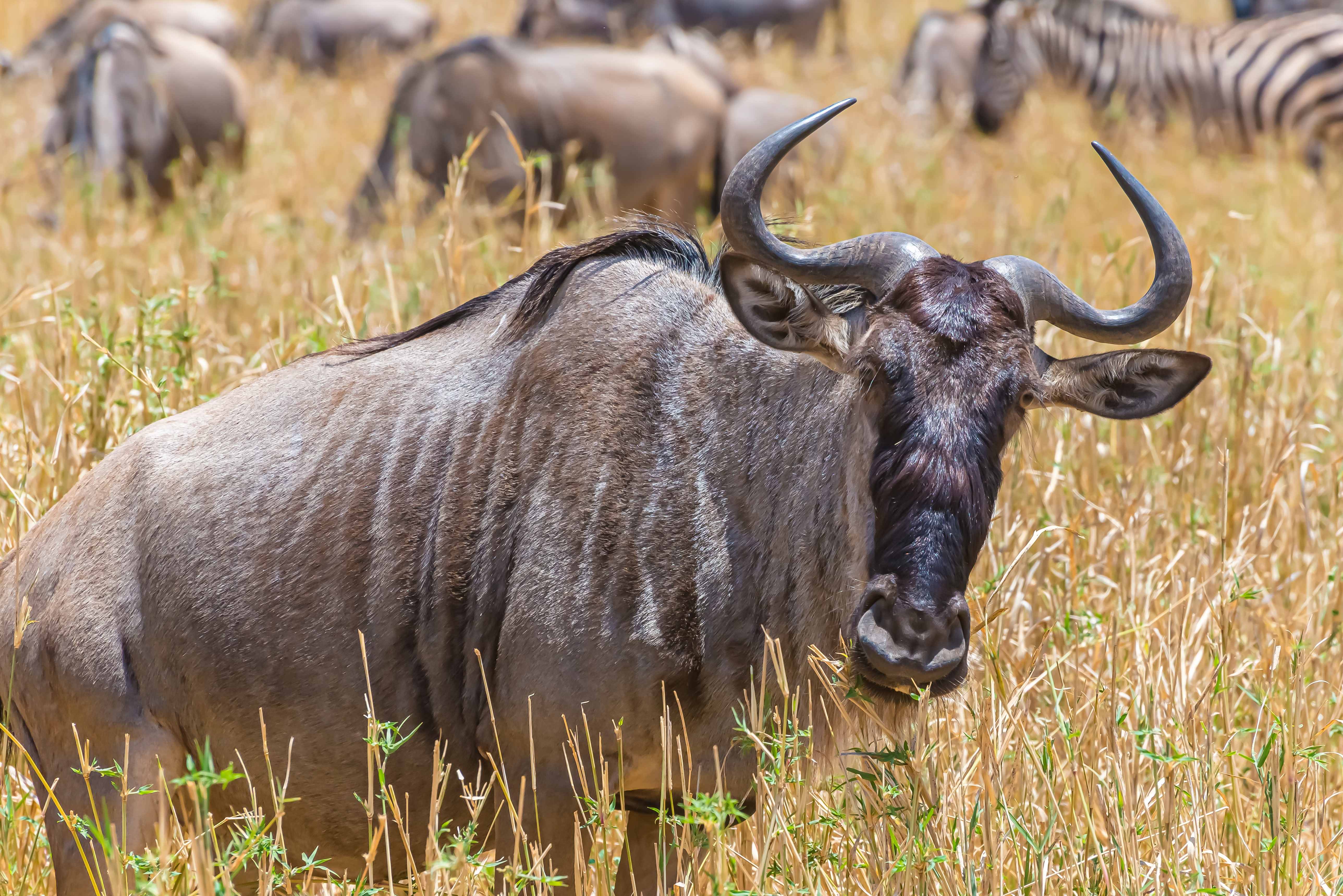 Wildebeest in the golden savanna grass