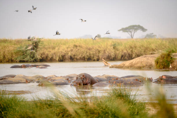 Hippos in water with birds flying