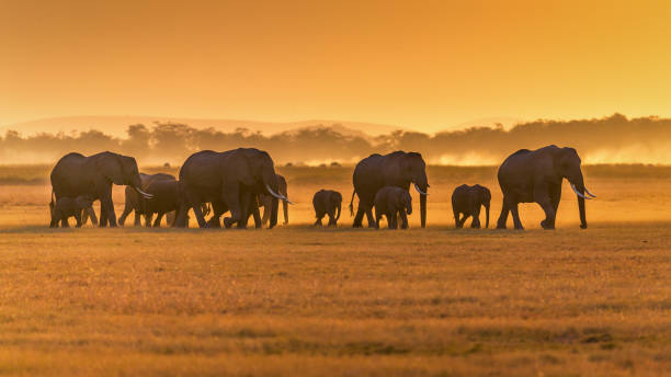Elephants walking at sunset in Serengeti