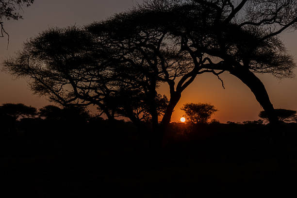 Night Game Drive in Tarangire